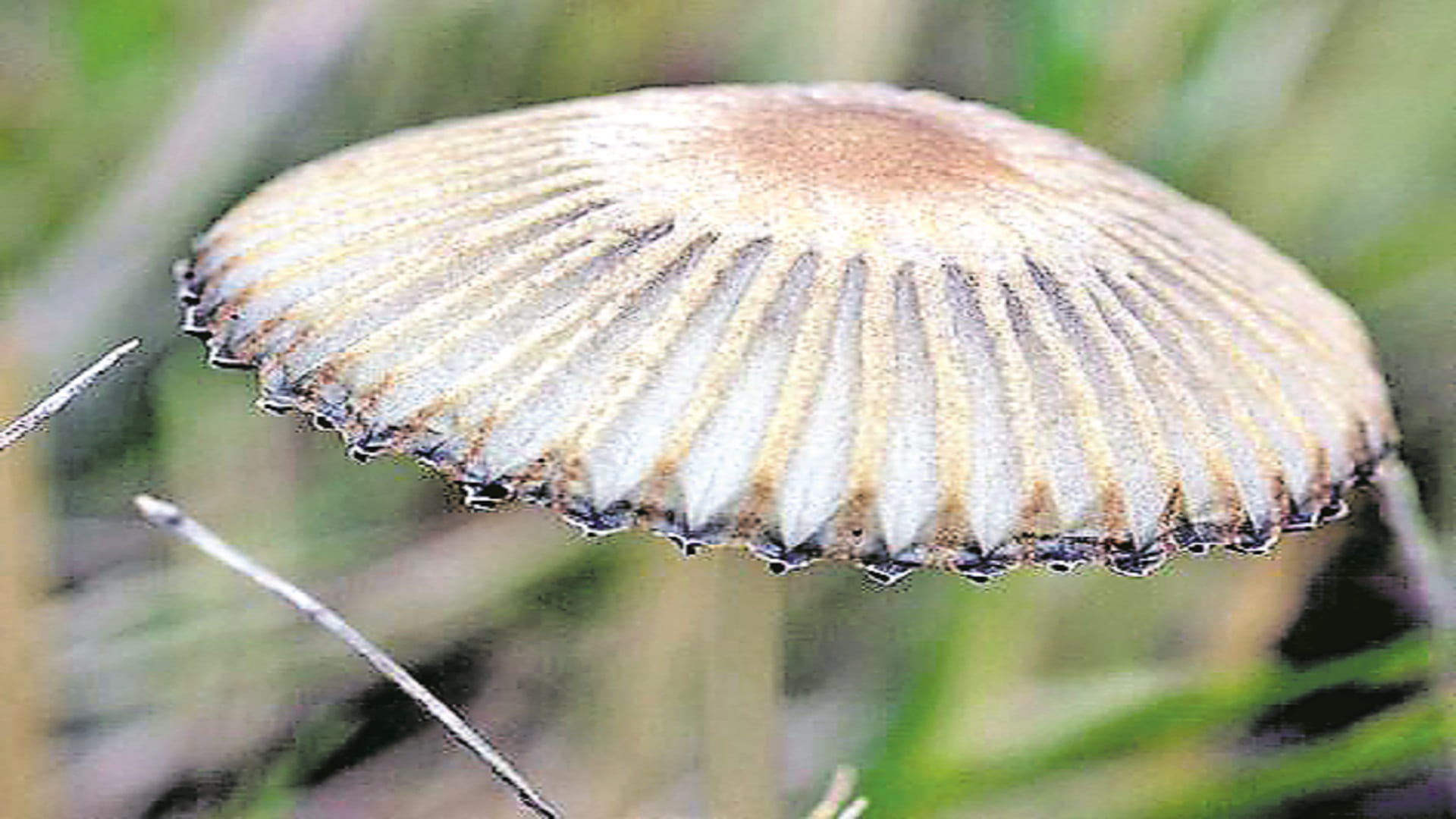 అరుణాచల్‌లో కాగితం లాంటి పుట్టగొడుగులు