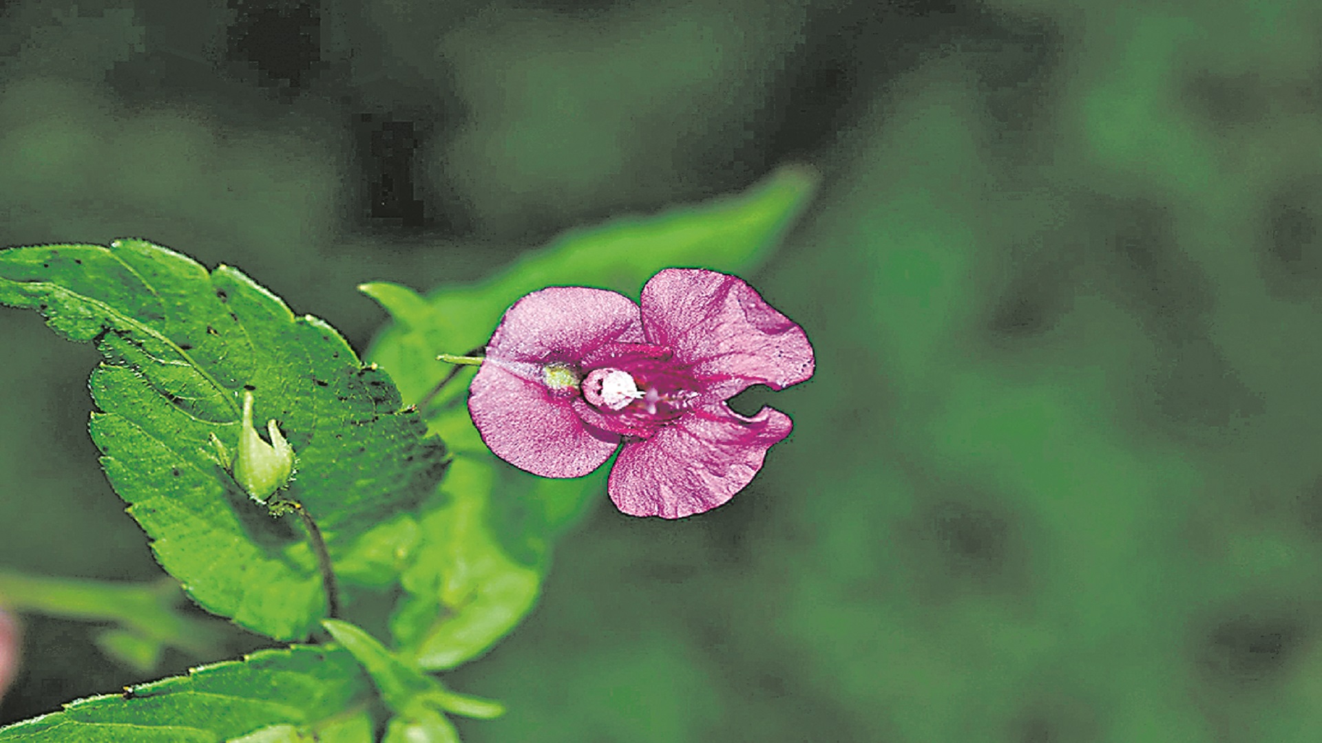 అరుణాచల్‌ ప్రదేశ్‌