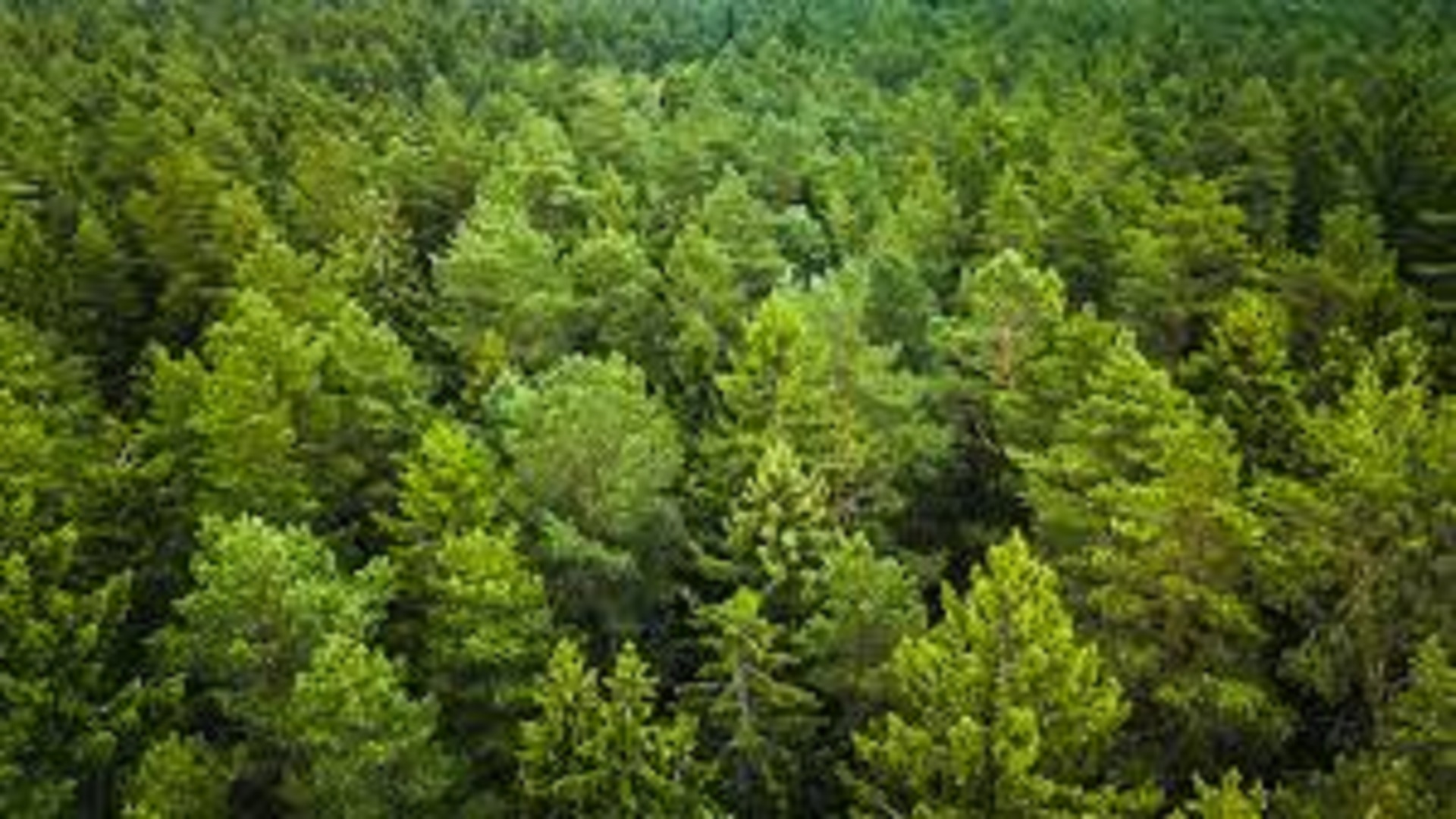 ‘అరణ్యరామం’