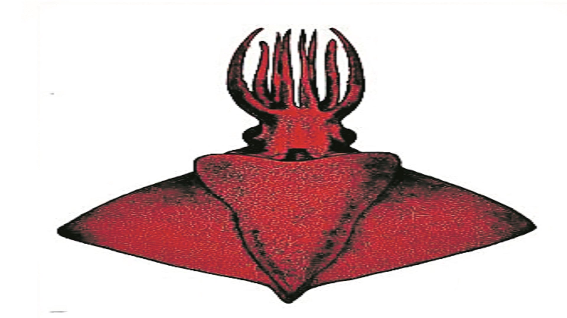 అరేబియా సముద్రంలో కొత్త ఆక్టోపస్‌ జాతి