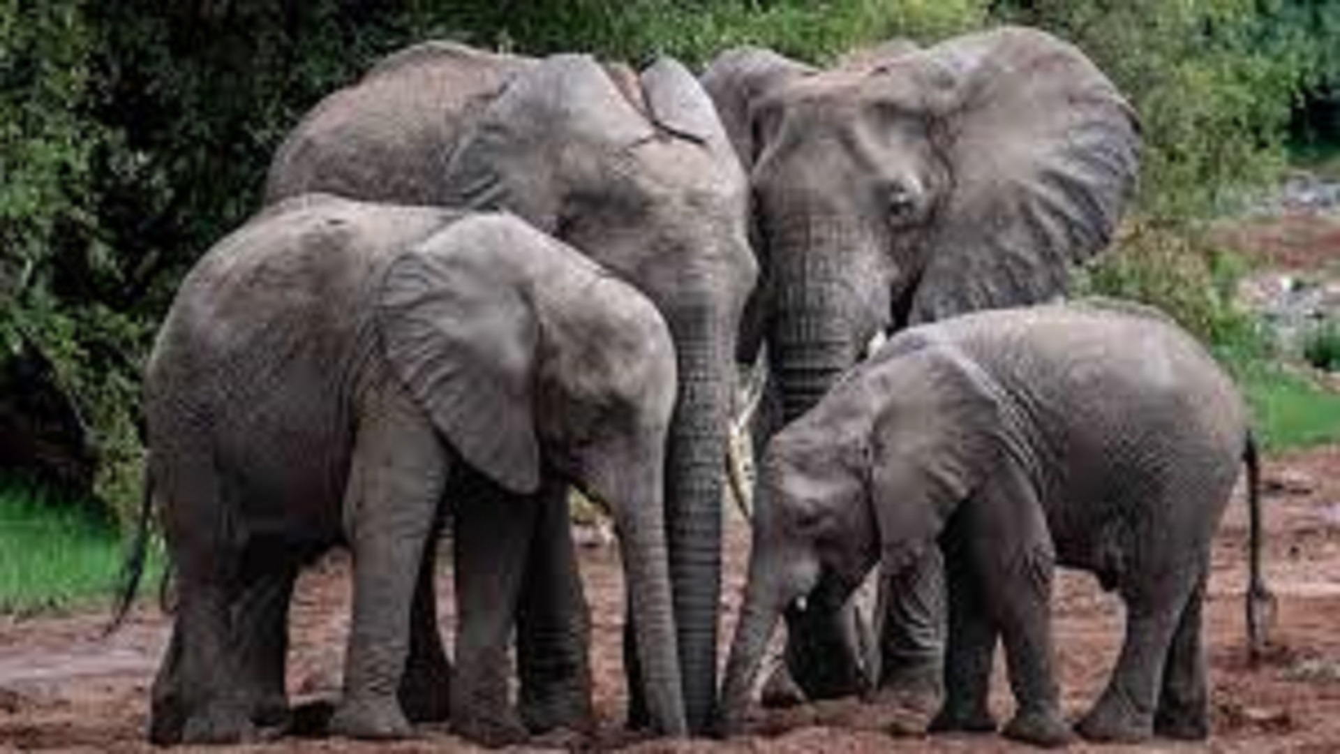 ఆలిండియా సింక్రొనస్‌ ఎలిఫెంట్‌ ఎస్టిమేషన్‌-2025