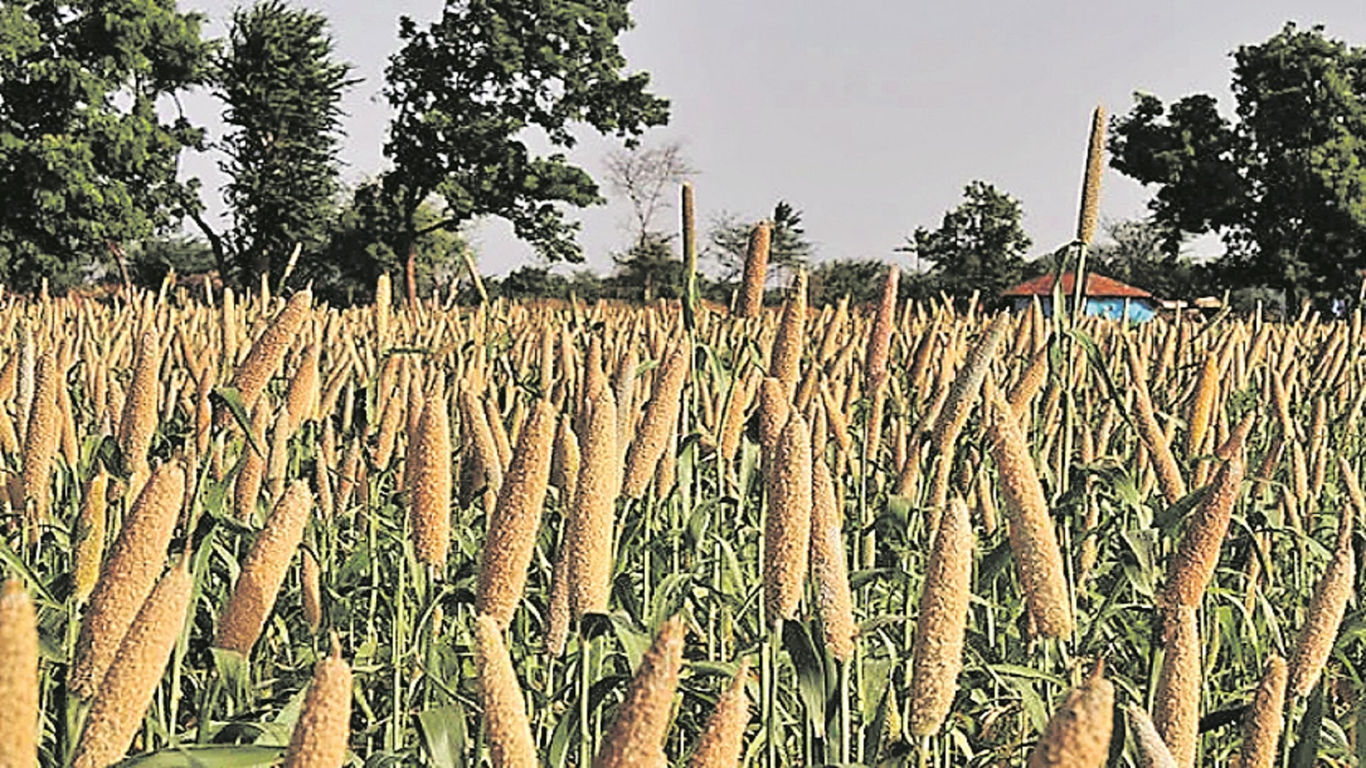 కేంద్ర వ్యవసాయ, రైతు సంక్షేమ శాఖ తాజా నివేదిక