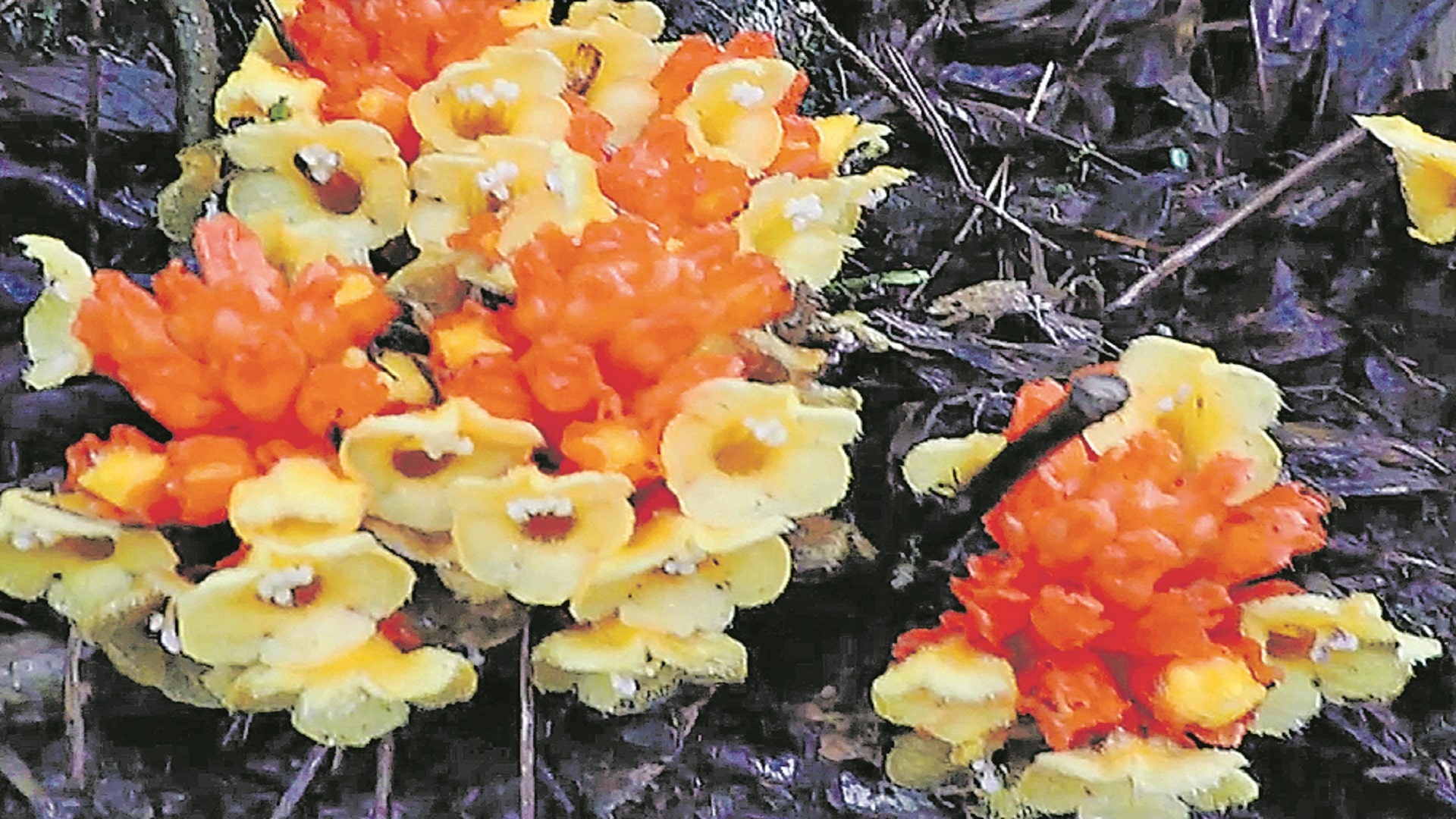 కేరళలో అరుదైన పరాన్నజీవి మొక్క