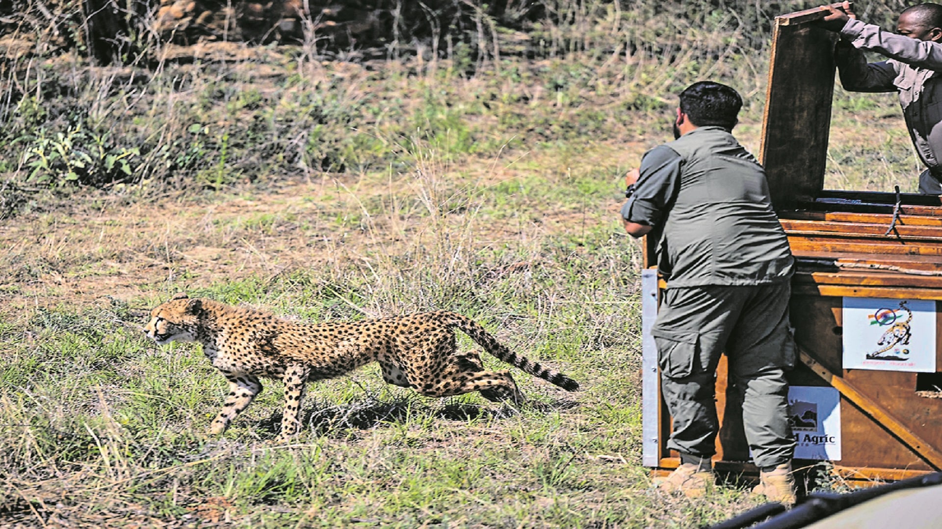 చీతాల అందజేత