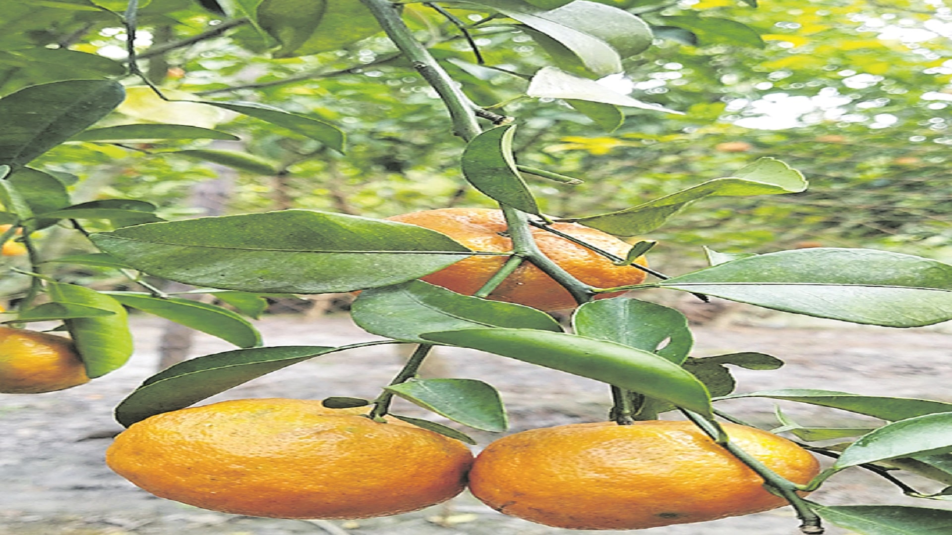 దార్జీలింగ్‌ మాండరిన్‌ నారింజకు జీఐ ట్యాగ్‌