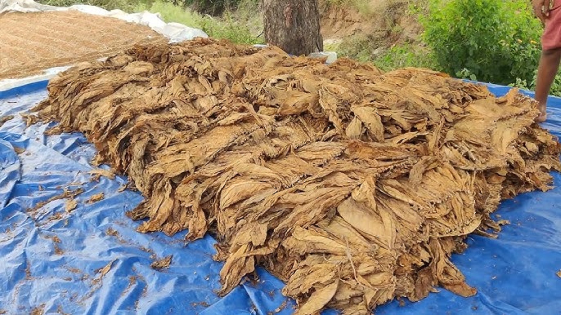 పొగాకు సాగులో రెండో స్థానంలో ఏపీ