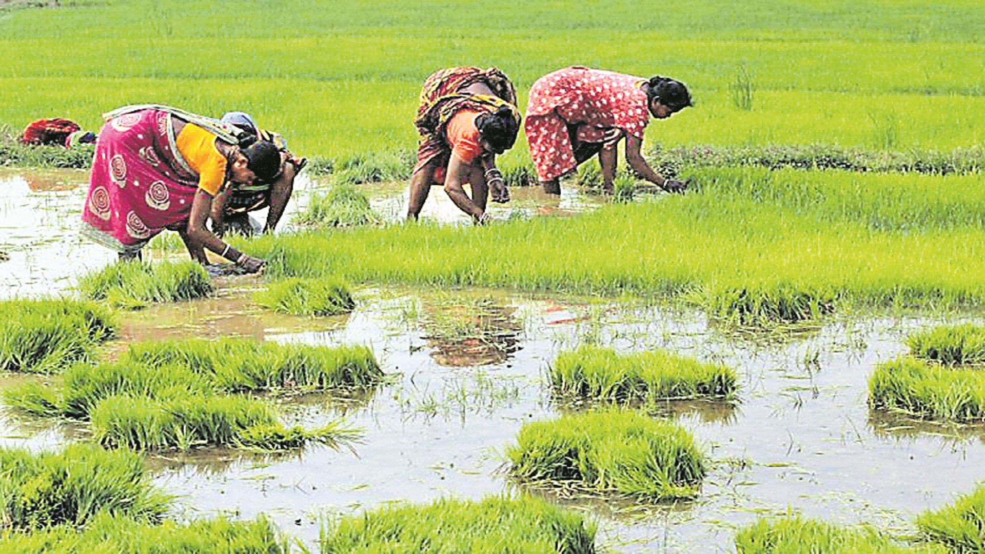 పెరిగిన ఖరీఫ్‌ సాగు విస్తీర్ణం