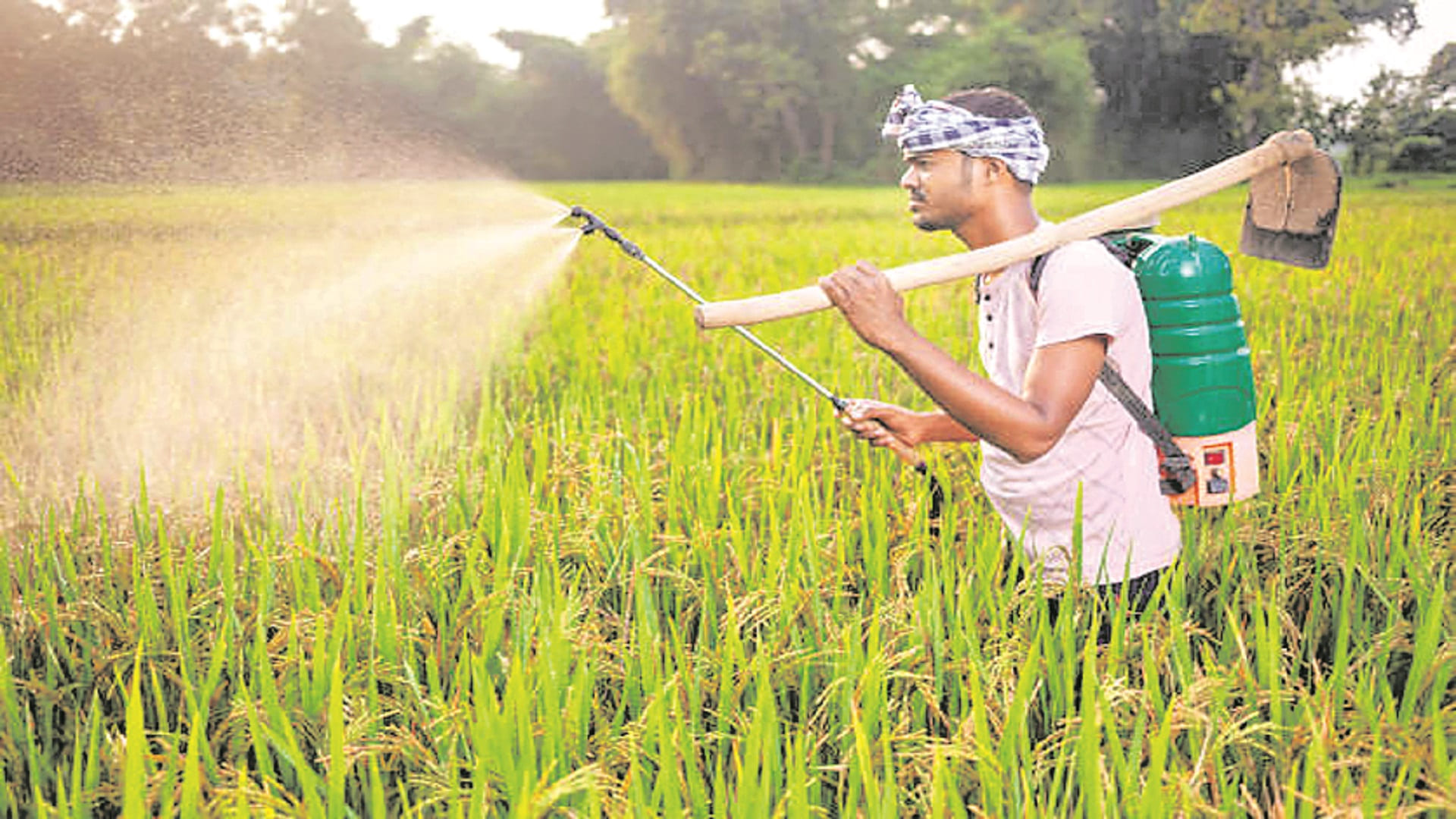 ప్రమాదకరస్థాయిలో ఎరువుల వాడకం