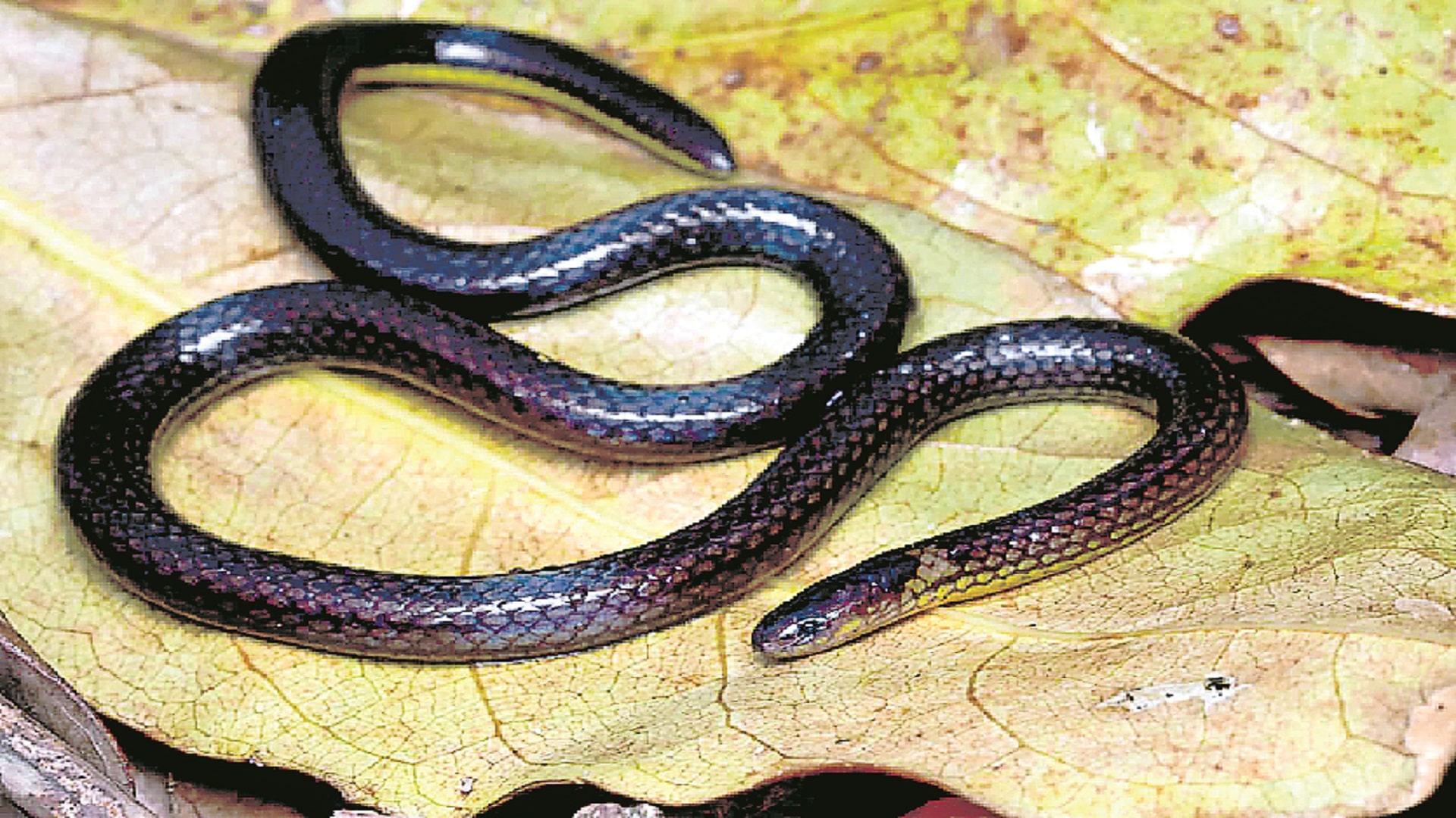 మిజోరంలో కొత్తరకం రెల్లుజాతి పాము