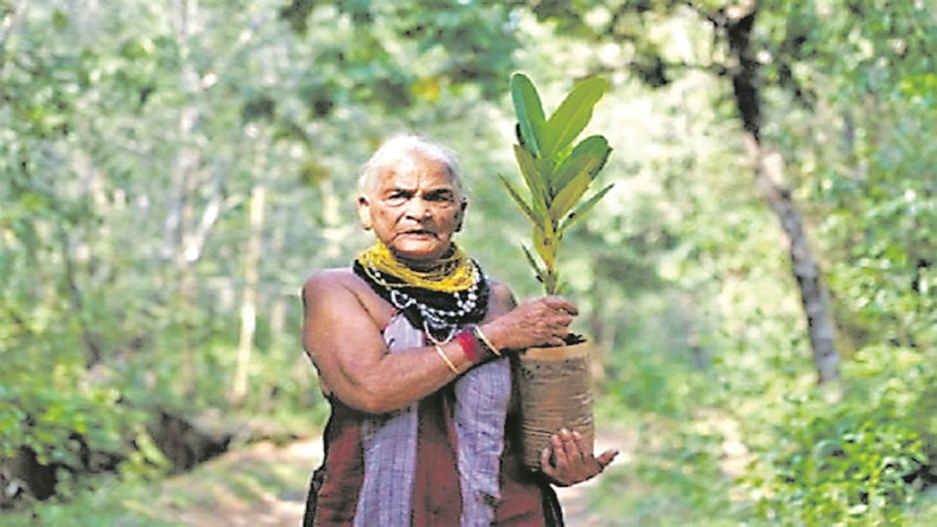 వృక్షమాత కన్నుమూత