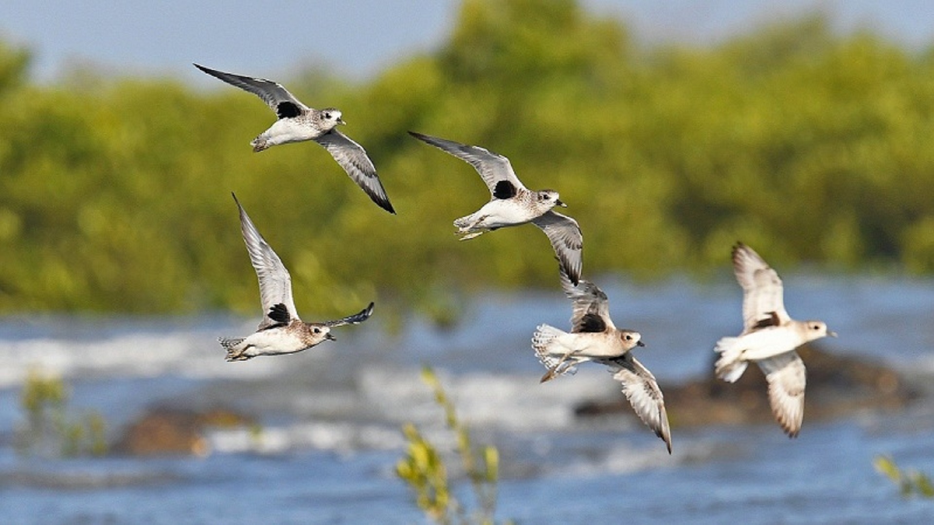 Coastline-Waders Bird Census