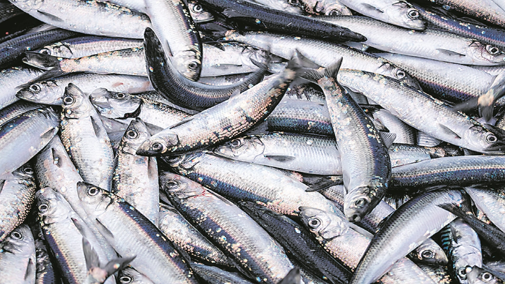 Domestic marine product exports