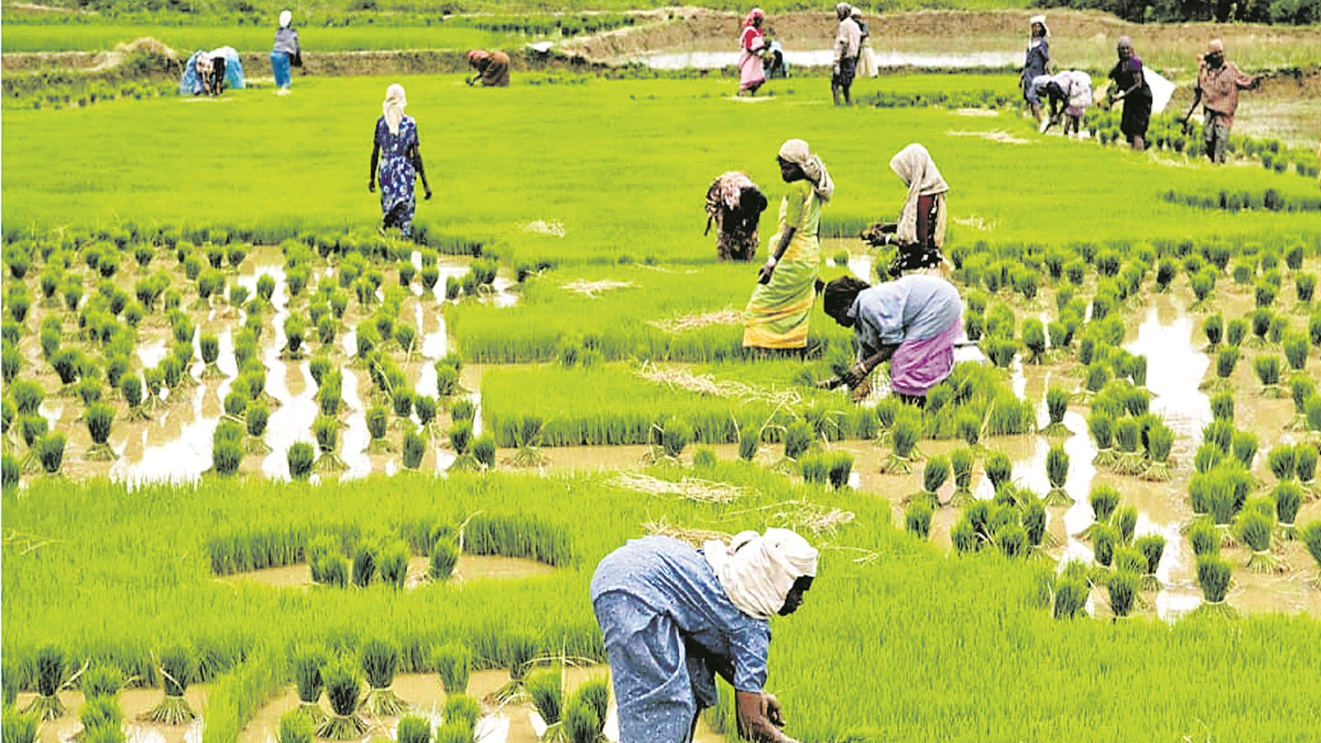 India’s agricultural growth during 2015-24 stood