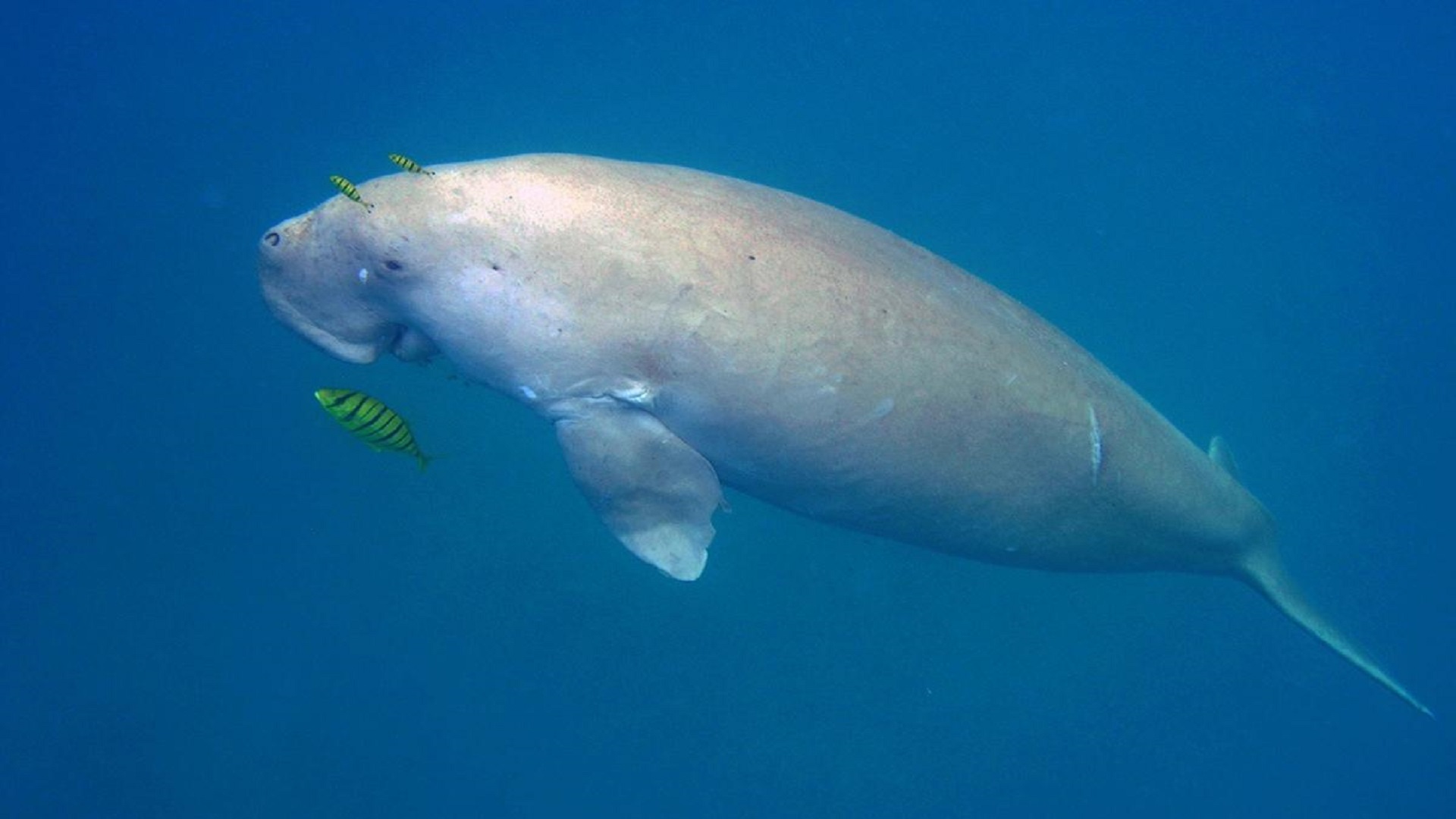 India’s first Dugong Conservation Reserve