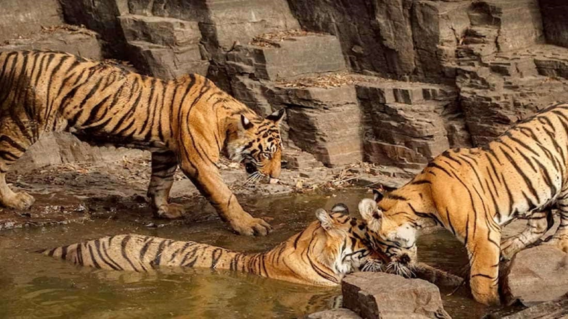 International Big Cat Alliance (IBCA)