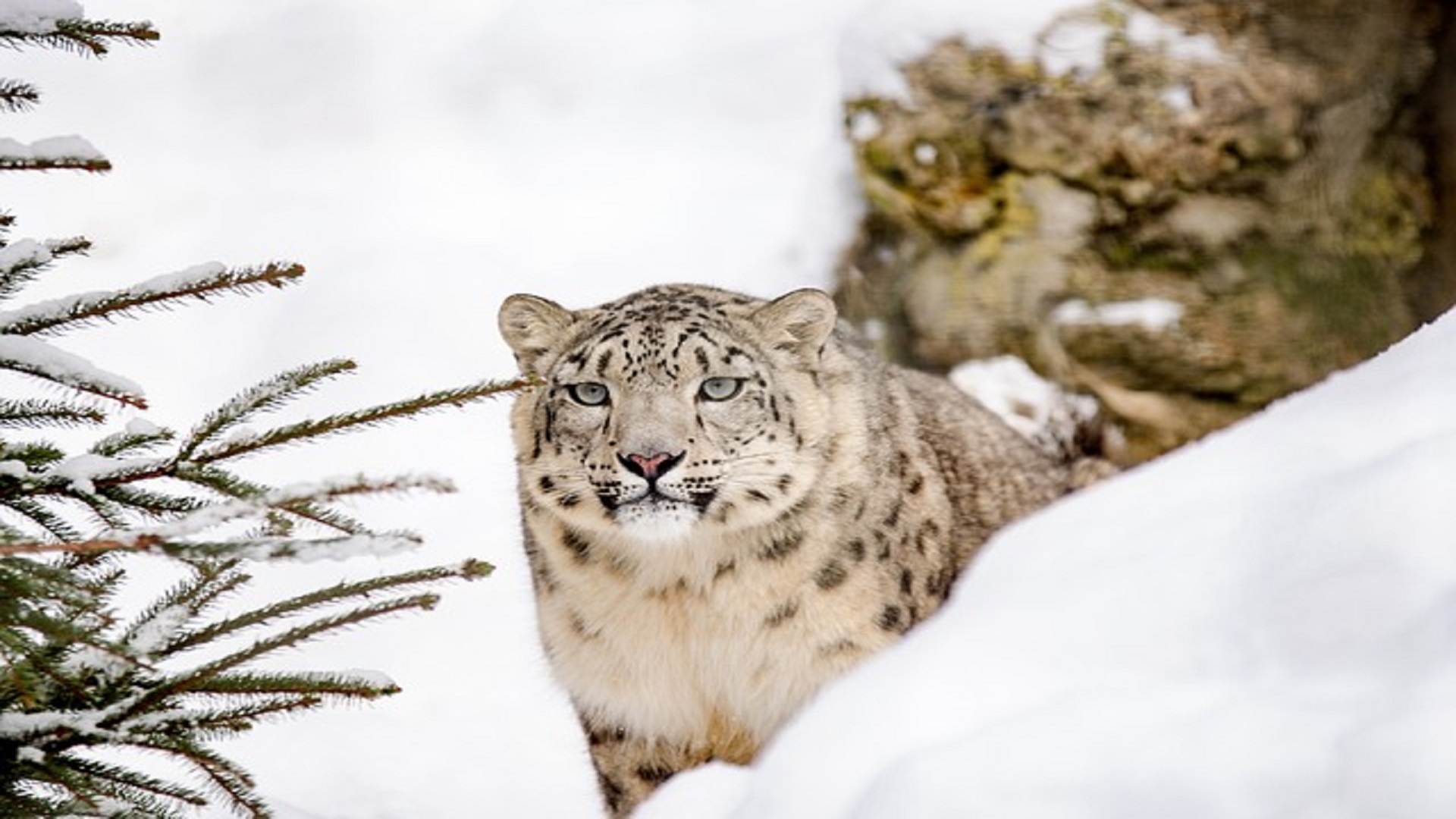 Kyrgyzstan has officially declared the snow leopard as its national symbol
