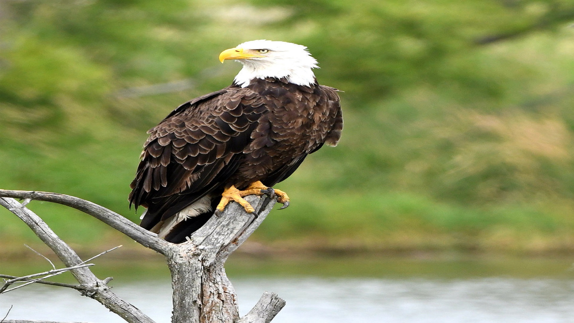 national bird of the USA