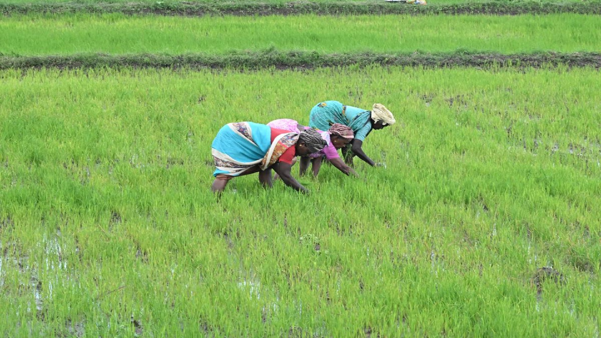 National Mission on Natural Farming (NMNF)