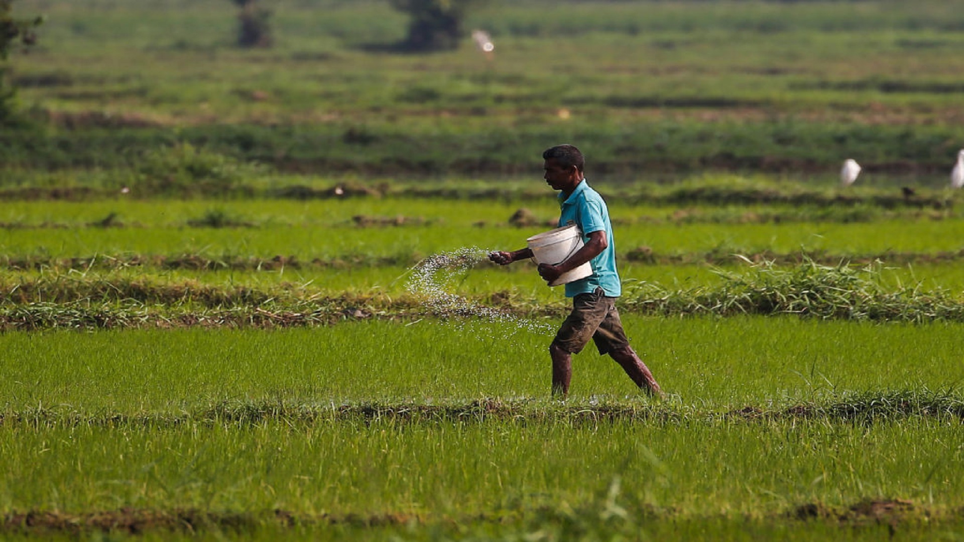 Pradhan Mantri Kisan Samman Nidhi (PM-KISAN) scheme