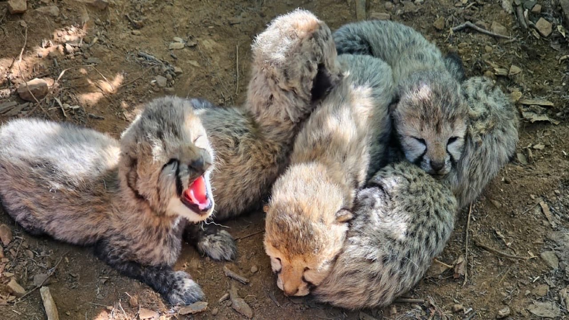 Project Cheetah