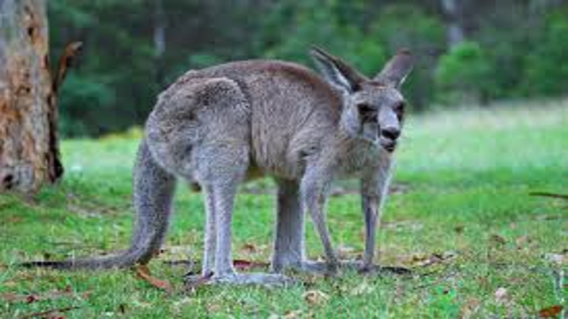 The University of Queensland