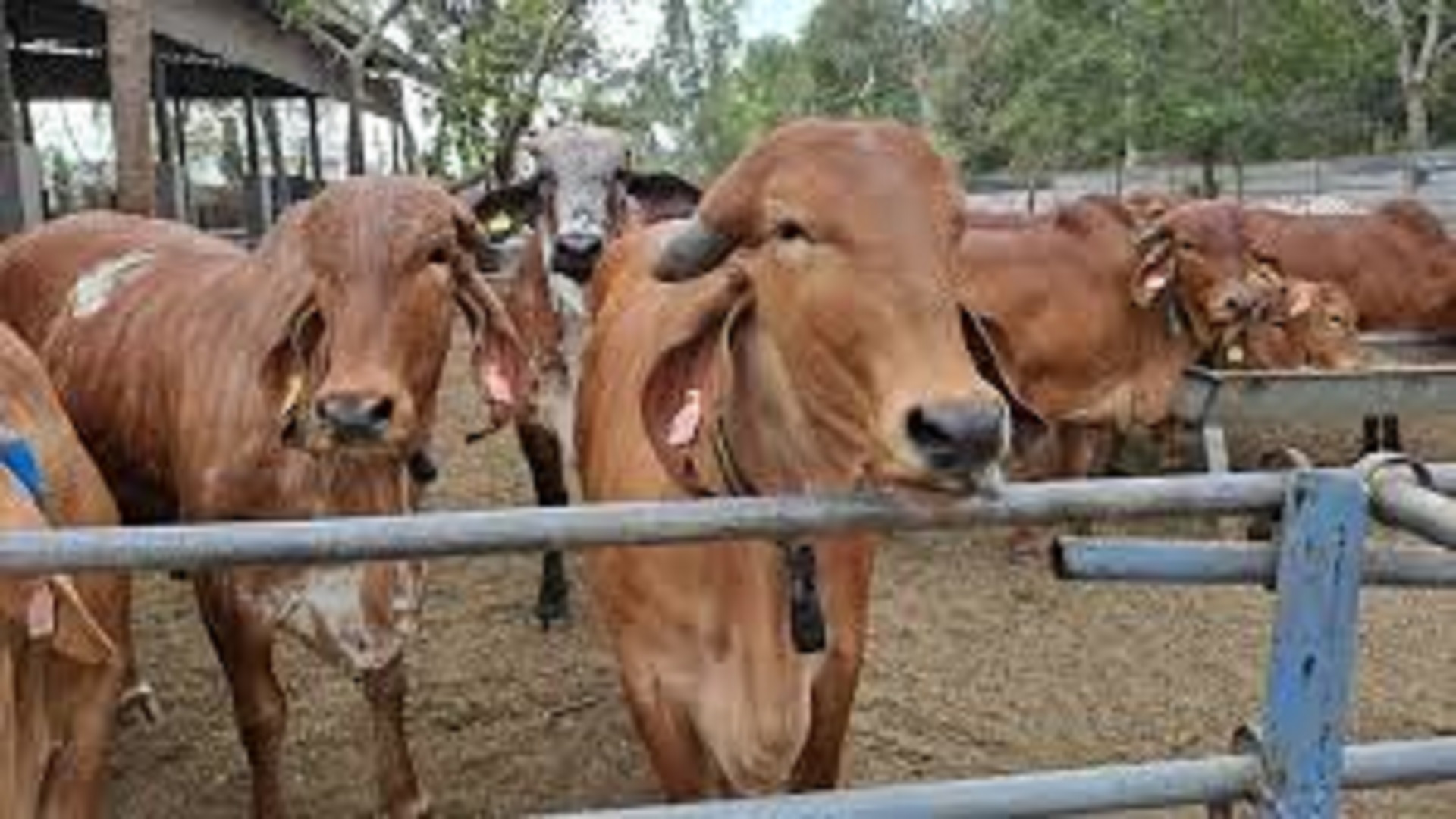 White Revolution 2.0