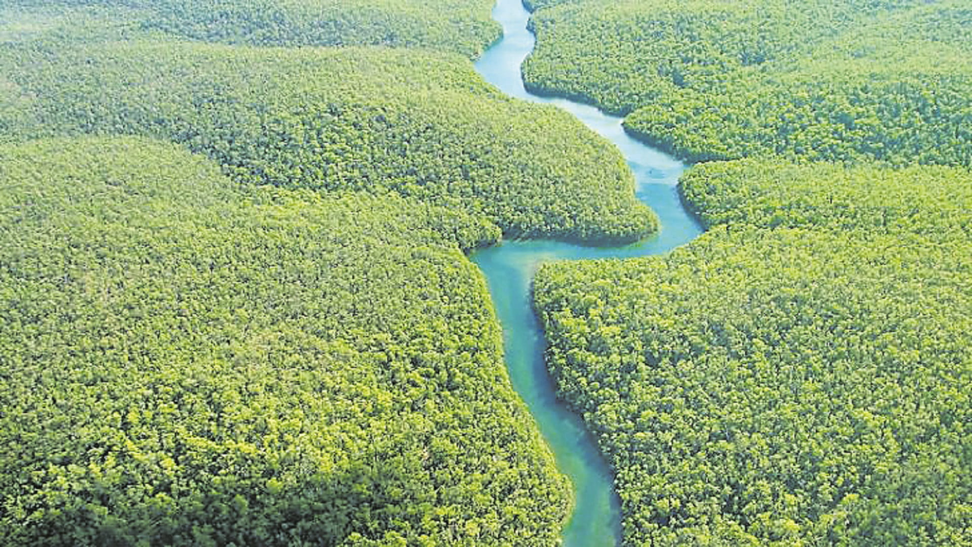 World Rainforest Day