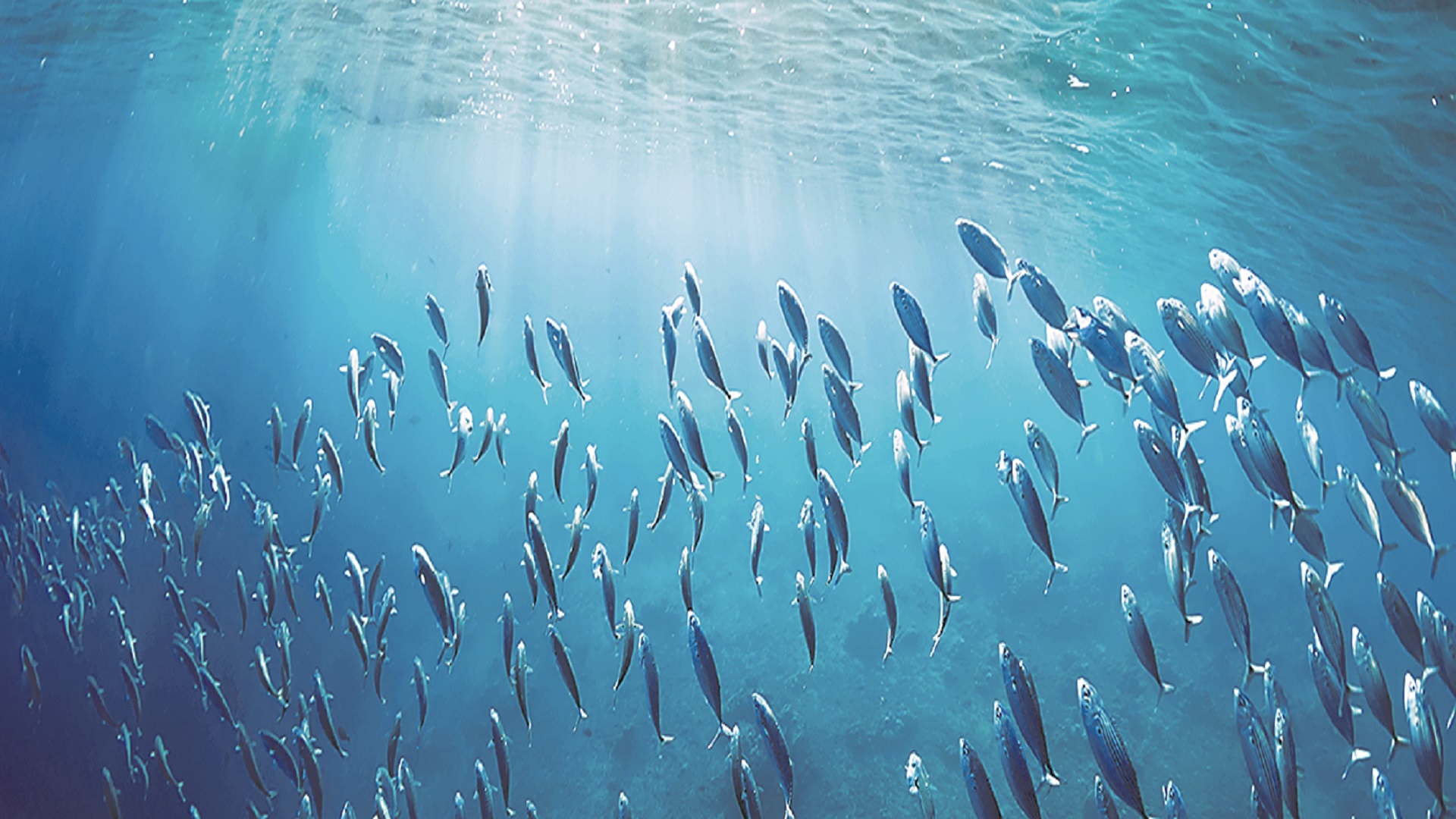 World Tuna Day